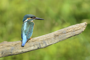 Kingfisher