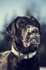 Black Labrador Retriever in den snow