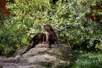 Fototapeta na wymiar Eurasian otter on a rock in the wilderness looking forward