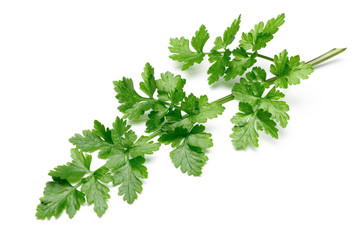 Fresh Parsley isolated