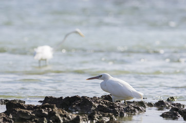 海辺の白鷺