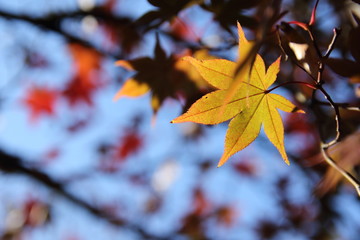 紅葉