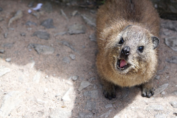 cute dassie rat looking at the camera