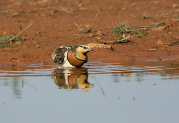 Male of Pin-tailed sandgrouse drinking in a water hole in summer. Pterocles alchata