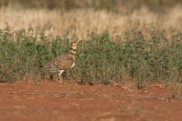 Female of Pin-tailed sandgrous. Pterocles alchata