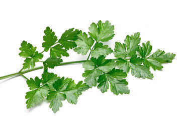 Fresh Parsley isolated