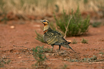 Male of Pin-tailed sandgrous. Pterocles alchata