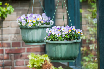 Spring Flowers in Pot