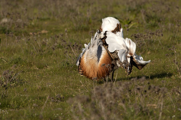 Male of Great bustard in mating season. Otis tarda