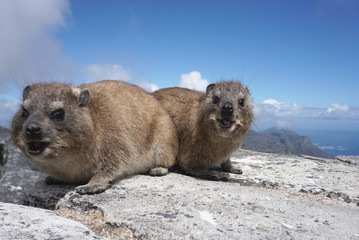 cute dassie rat looking at the camera