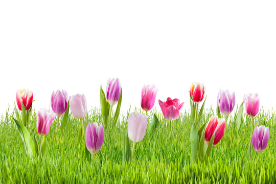 Isolated Tulip Flowers on White