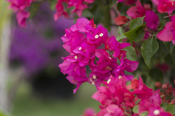 Obraz premium ブーゲンビリア