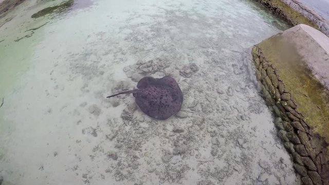 ein gro&szlig;er Stachelrochen schwimmt im flachen Wasser