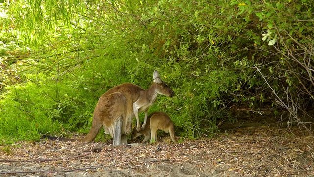 K&auml;nguru Mutter mit Jungtier, Joey, Kangaroo, fressen, West Australien, Perth, 