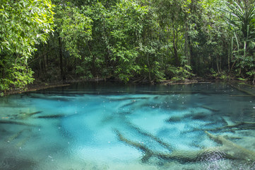 Emerald Pool (Sa Morakot), Krabi Thailand,Crystal clear blue and green water at the Emerald pool lake ,Natural forrest Thailand
