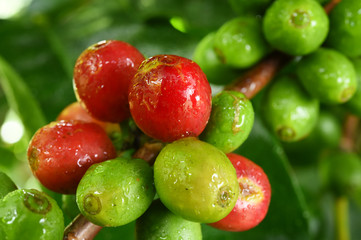 Coffee beans ripening on a tree.