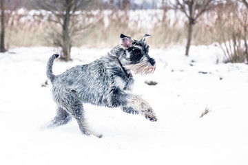 Standard Schnauzer playing in the snow