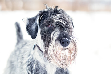 Standard Schnauzer playing in the snow
