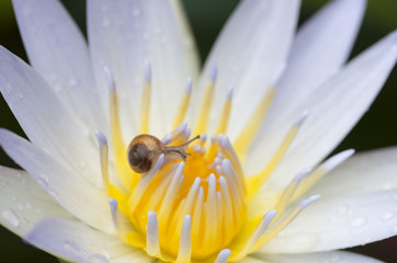Fototapeta premium 睡蓮とカタツムリ