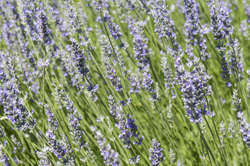 Fasci flessuosi di lavanda coi fiori in boccio.