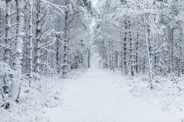 Way through the forest filled with tracks in the snow
