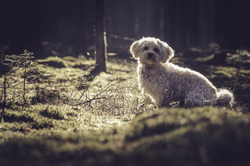 Hund im Wald