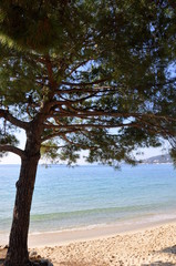 Fototapeta na wymiar Pine tree at the beach in Cannes, france 
