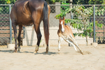 Fototapeta premium Playing Marwari chestnut colt in paddock. India
