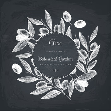 Olive branch wreath. Vintage card design with hand drawn olive tree sketch. Vector template. Botanical illustration.