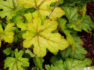 Autumn shot of Heucherella 'Alabama Sunrise' - foamy bells  