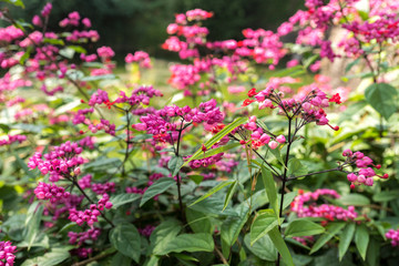 Fototapeta premium Beautiful pink flower
