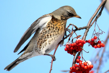 Fieldfare (Turdus pilaris) on rowan tree