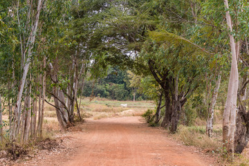 dirt road at countryside