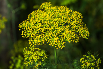 Yellow flowers of dill (Anethum graveolens)