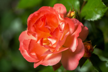 Orange beautiful rose growing in the garden