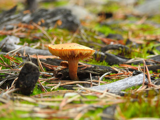 mushroom