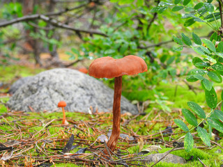 mushroom