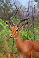 Brown impala male with long horns in Kruger National Park. Autumn in South Africa.