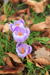 Crocuses on a field