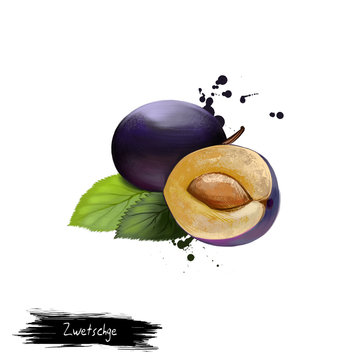 Zwetschge fruit isolated on white. Digital art watercolor illustration. Fruit-bearing tree, subspecies of plum Prunus domestica. Freestone fruit is similar to clingstone damson. Violet fruit and leaf