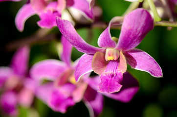 Obraz premium Purple Denerobium Orchids in tropical garden.