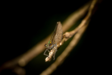 Dragonfly Banded Demoiselle on branch.
