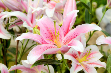 Pink lily in botanical garden. © areeya_ann