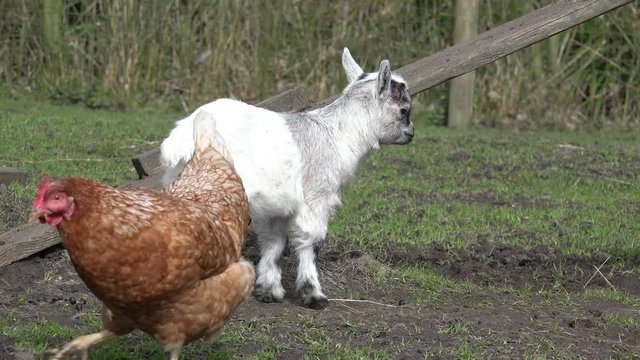 Goat kid and hen on meadow