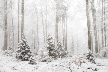Fototapeta na wymiar Beautiful morning snowy and frosty winter forest landscape.