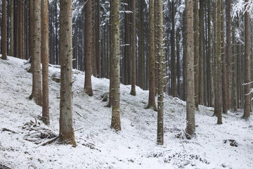 Winter season frosty and snowy  coniferous forest trees landscape.