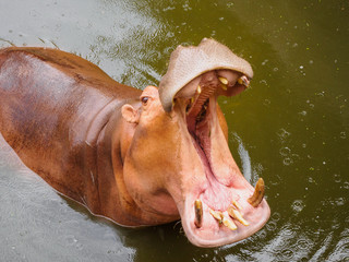 Hippopotamus (Hippopotamus amphibius) with open mouth in water at Songkhla Thailand