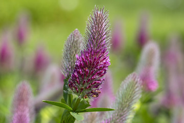 Pink flowers of blooming clover (Trifolium rubens) in the garden