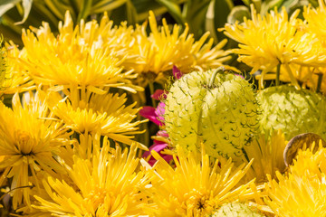 Obraz premium Flowers