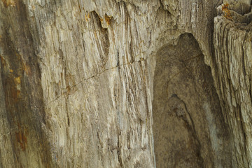 Petrified wood stone, Fossilized Tree Trunks from the Triassic P